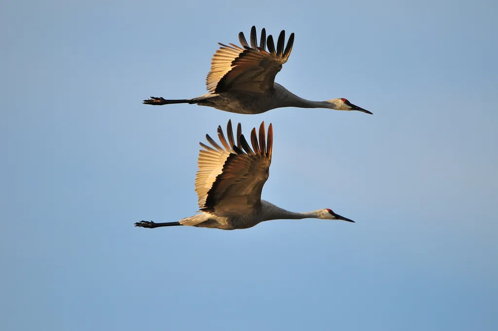 Birding in CNY
