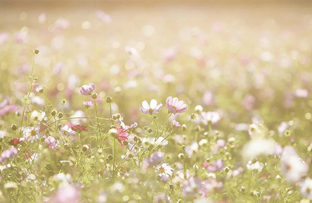 Voices Of Spring
