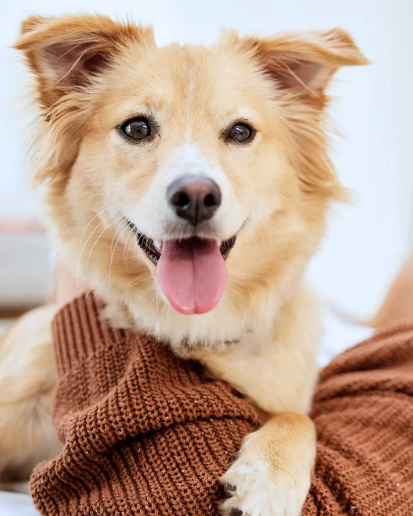 Dancing For Paws