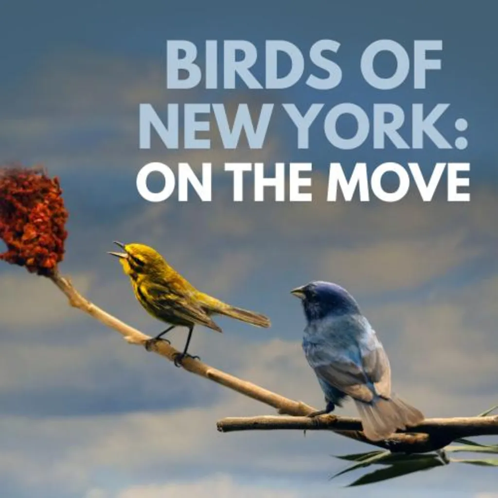 Birds of New York on the Move: A Gallery Tour Focused on Spring Migration