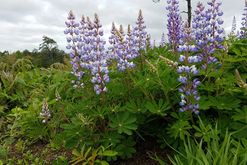 Lupine Walk