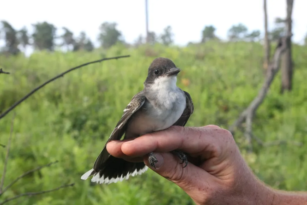 "Birds and Bites" Drop-In Bird Banding Observation