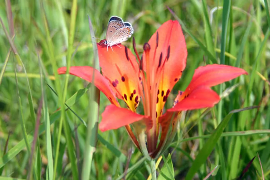 Wildflower Walk