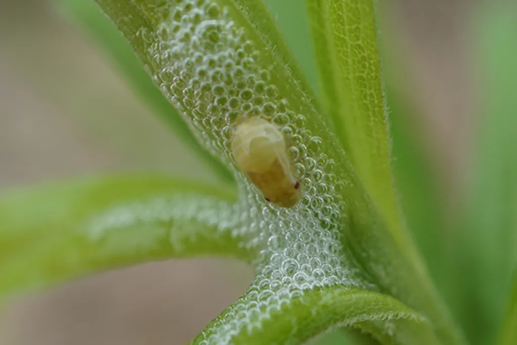 Spittlebugs!