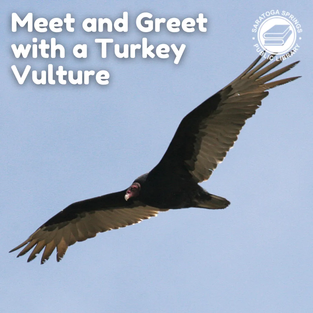 Meet & Greet with a Turkey Vulture In-Person