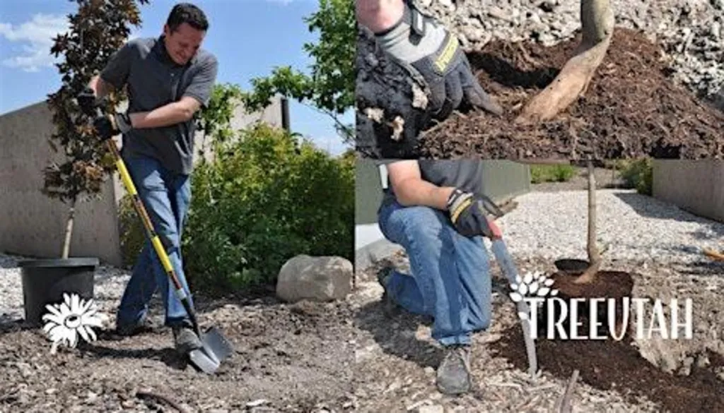 Caring for Utah Trees