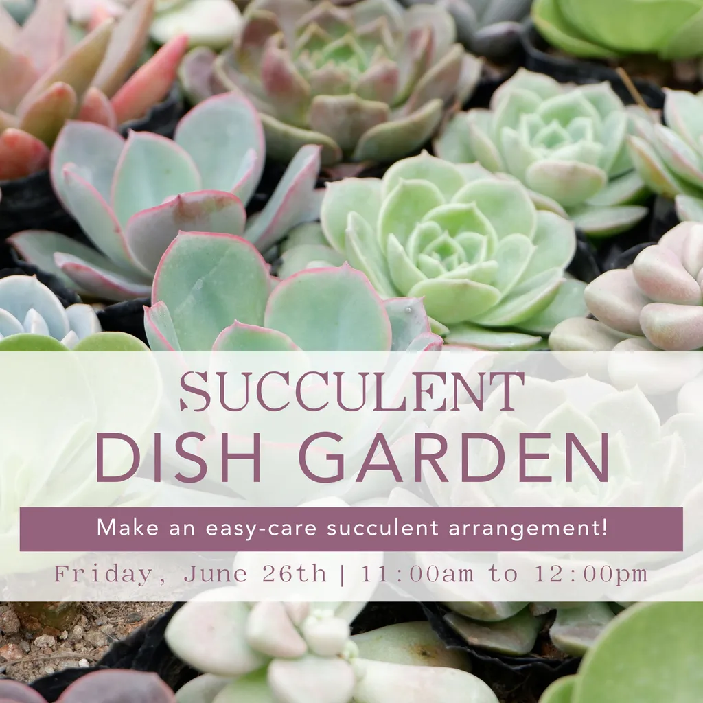 Succulent Dish Garden – June 26th | 11:00 AM to 12:00 PM