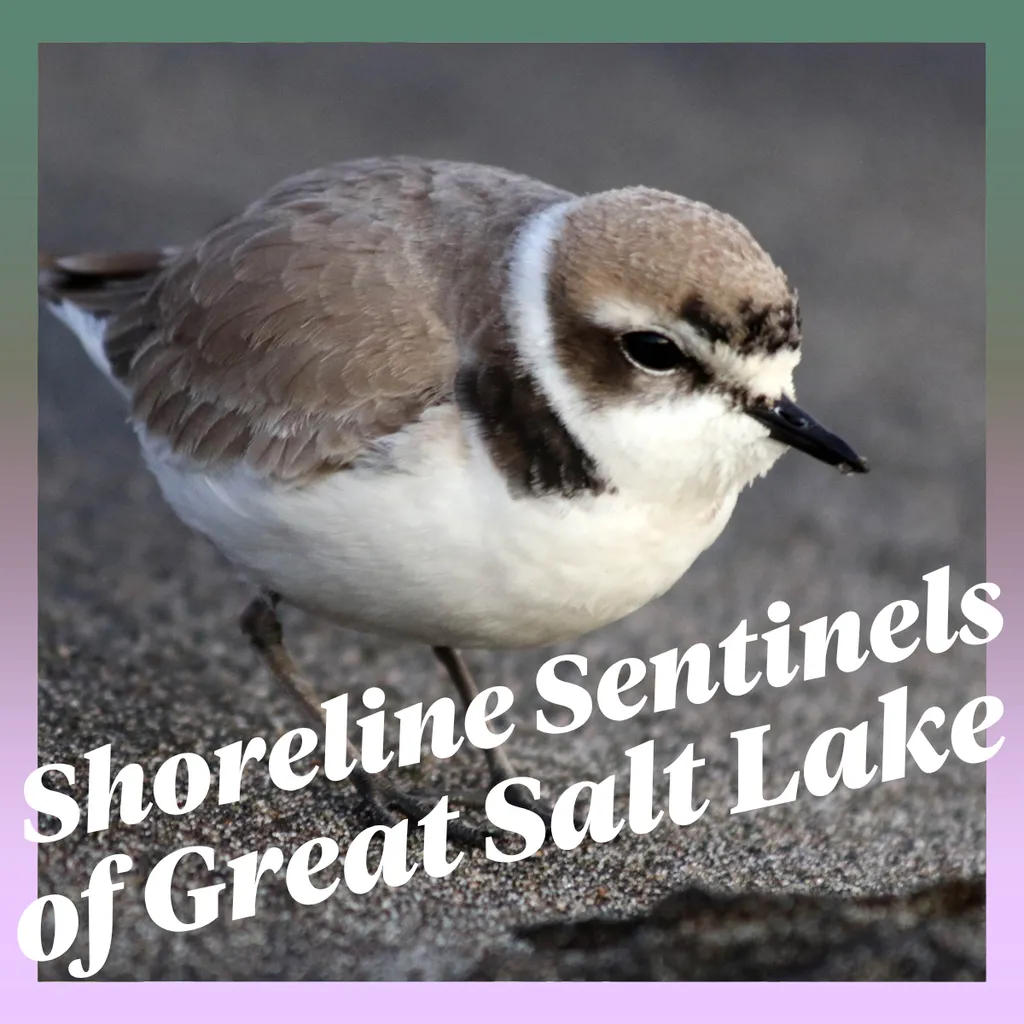 Film Screening: Shoreline Sentinels of Great Salt Lake