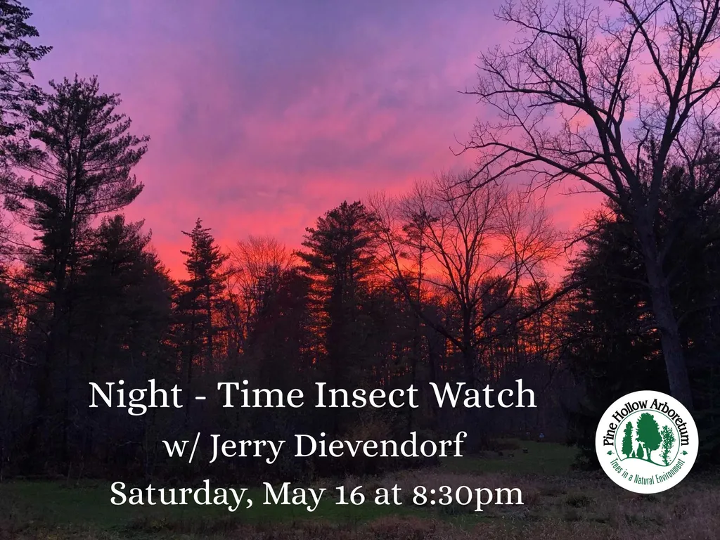 Night-time Insect Watch
