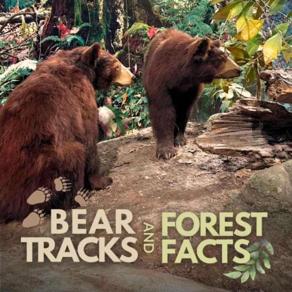 Bear Tracks & Forest Facts: Celebrating National Black Bear Day