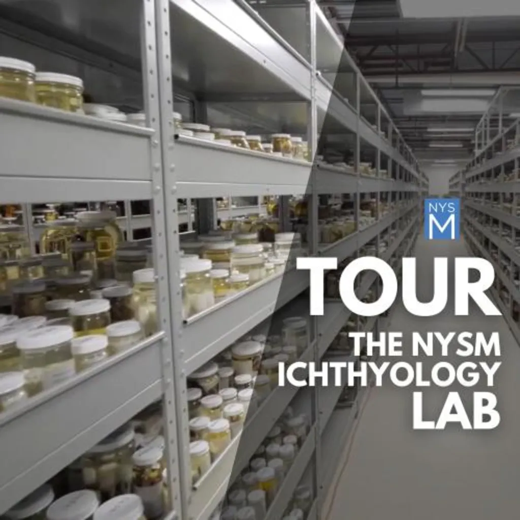 From Stream to Science: An Exclusive Tour of the NYSM Ichthyology Lab