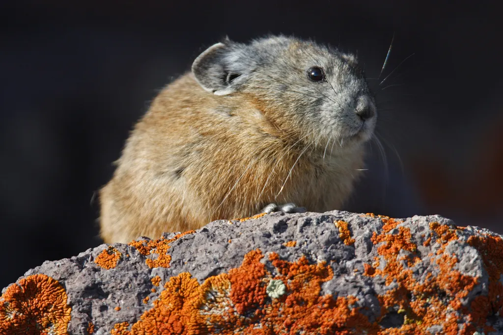 Pika Watch Community Science Training