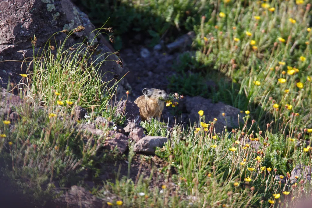 Pika Watch Community Science Training
