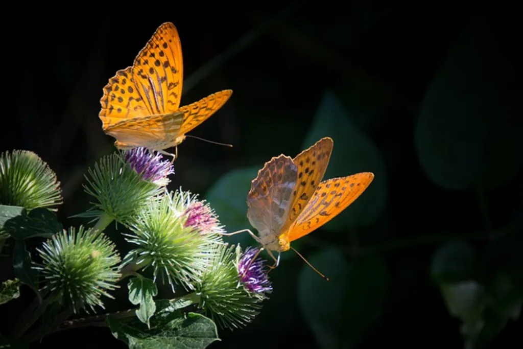 Creating a Butterfly- Friendly Landscape In-Person