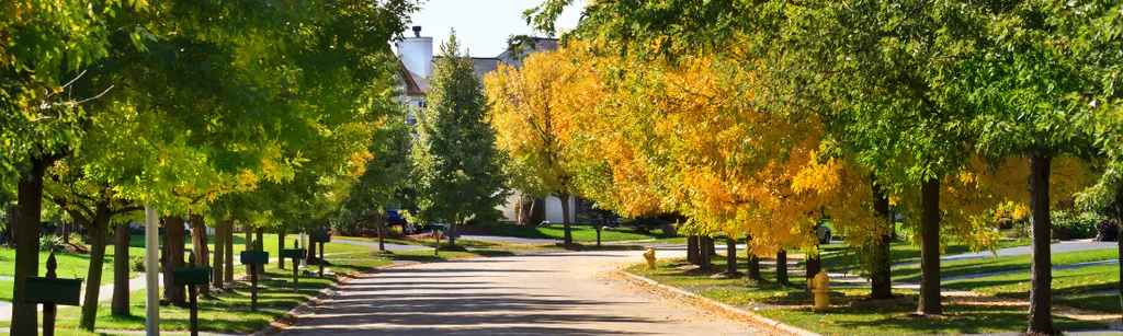 The Shady Side of The Street: How Trees Help Cities