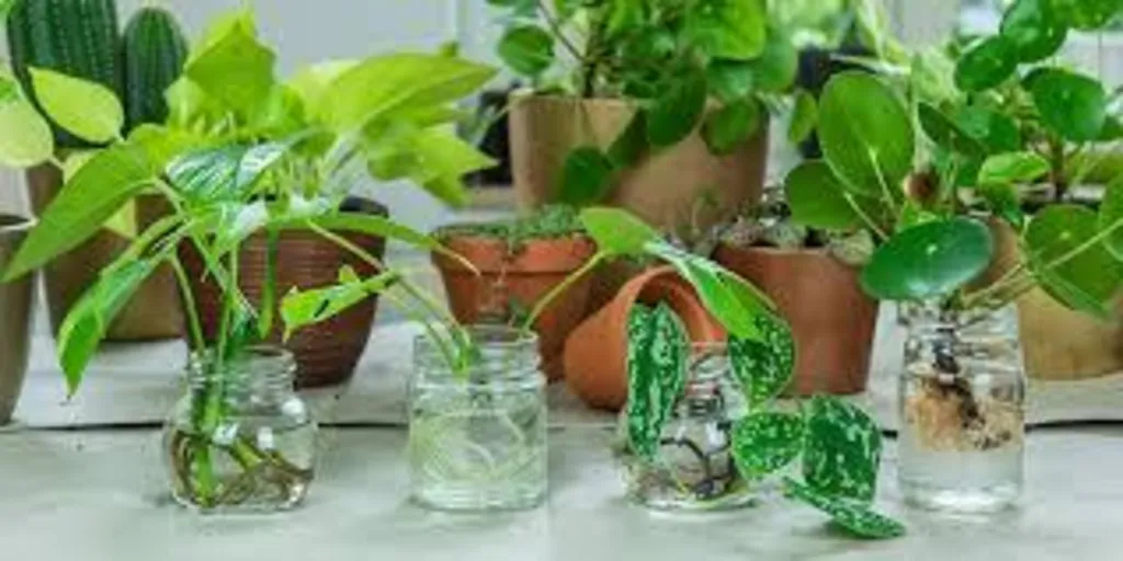 Plant Swap