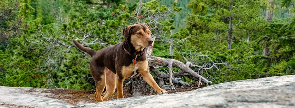 A Dog’s Way Home (Kamas)