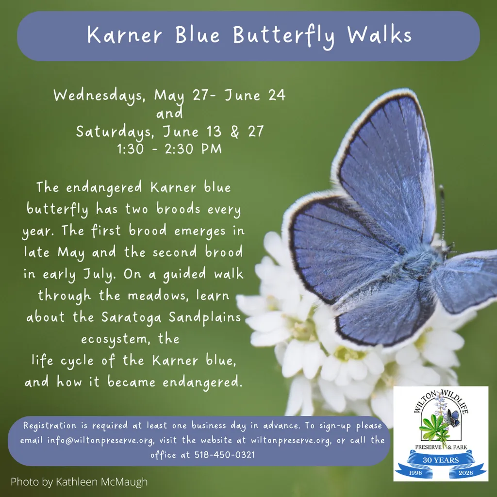 Karner Blue butterfly walk