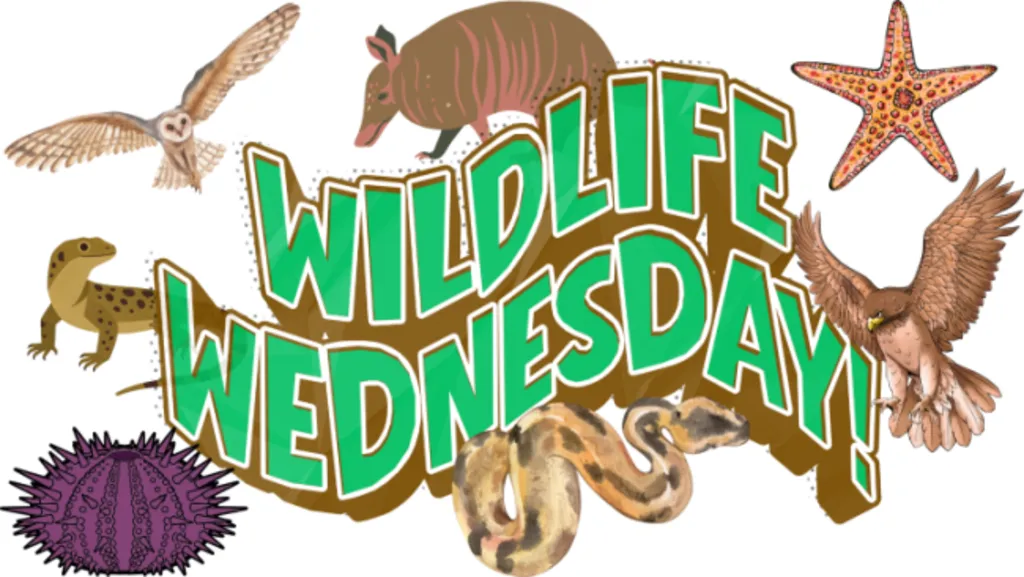 Wildlife Wednesday: Silent Wings (Raptor Rehab)