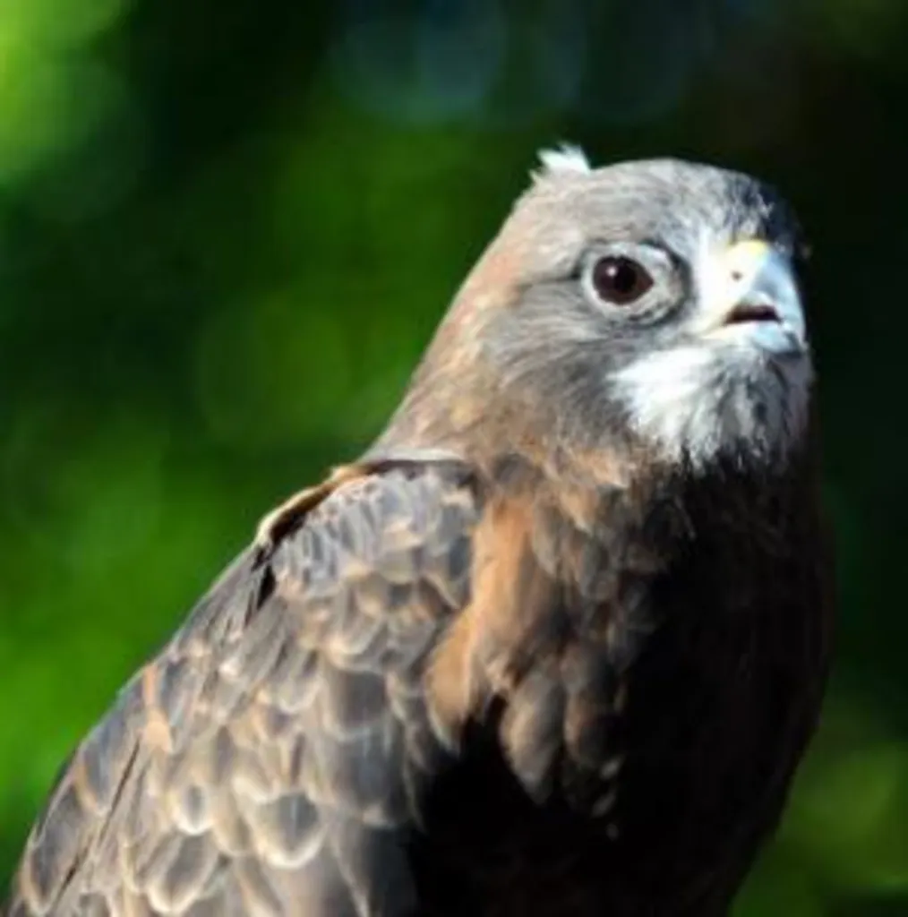 HawkWatch: Birds in the Lab! - September 2026