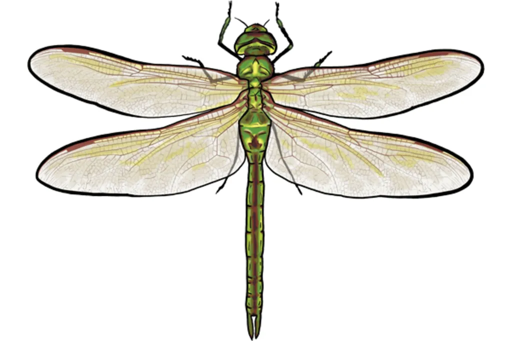 Pine Bush Pups: Wings of a Dragonfly