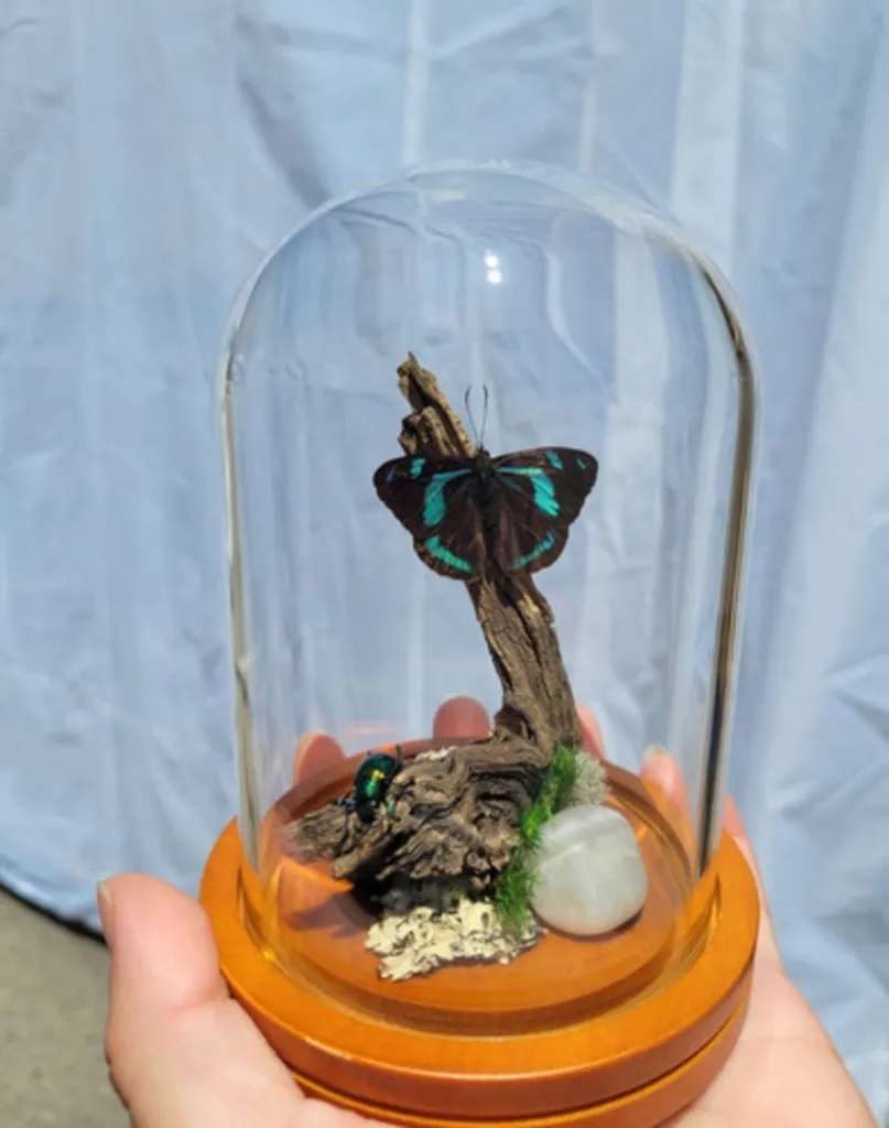 Butterfly & Insect Displays, Saturday July 18, 1-3 pm