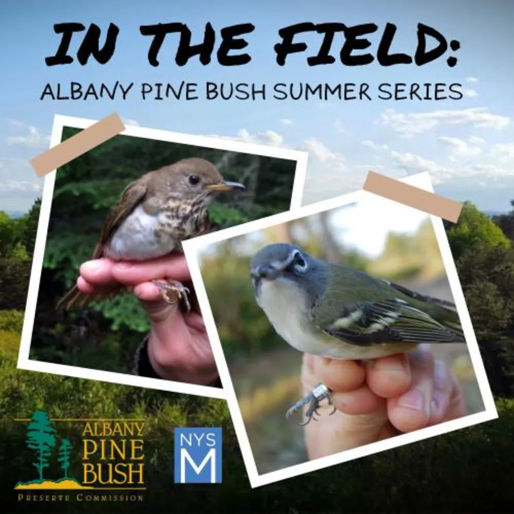 In the Field: Albany Pine Bush Summer Series - M.A.P.S. Bird Banding