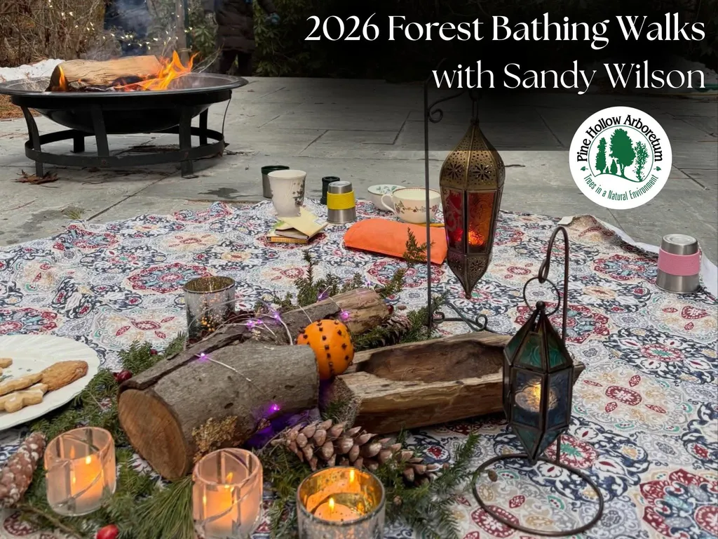 2026 Forest Bathing Walks