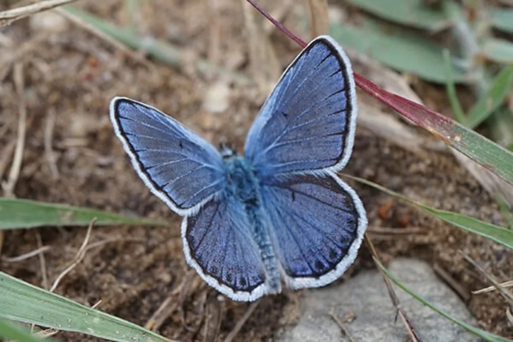 Karner Blue Butterfly Walk
