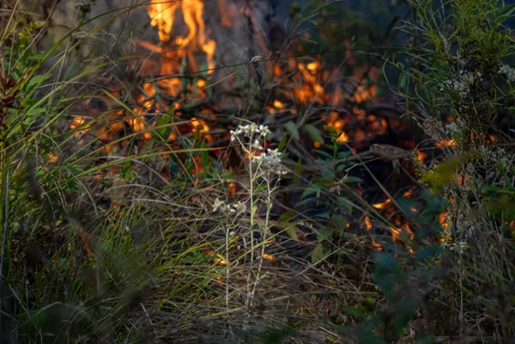 Science Lecture: Assessing ecosystem health in an actively managed, ecologically diverse pine barrens.