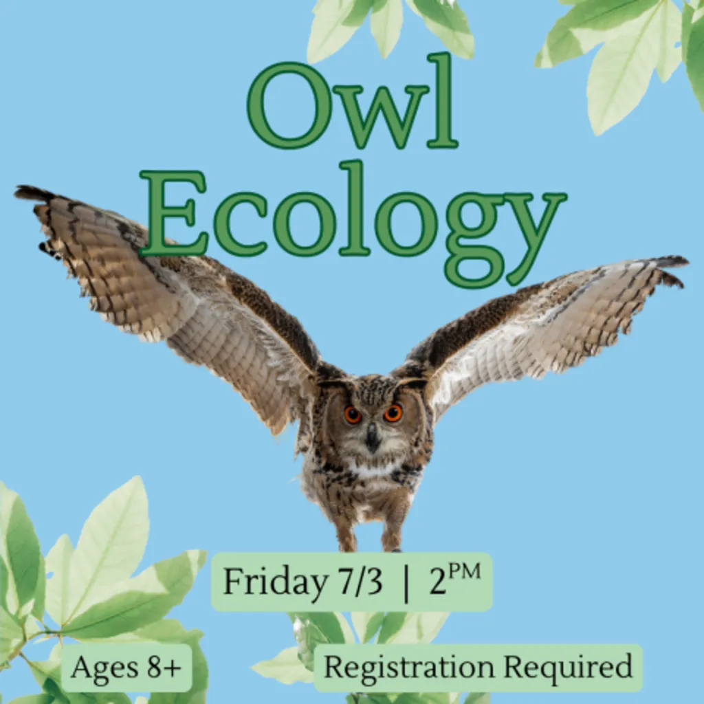 Owl Ecology (ages 8+)