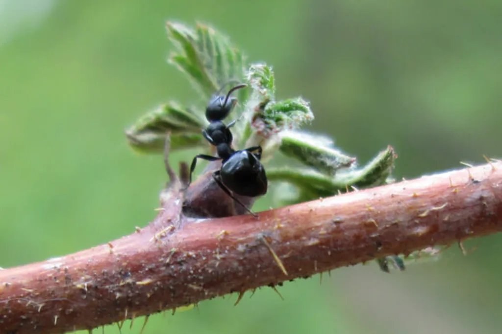 Pine Bush Pups: Amazing Ants
