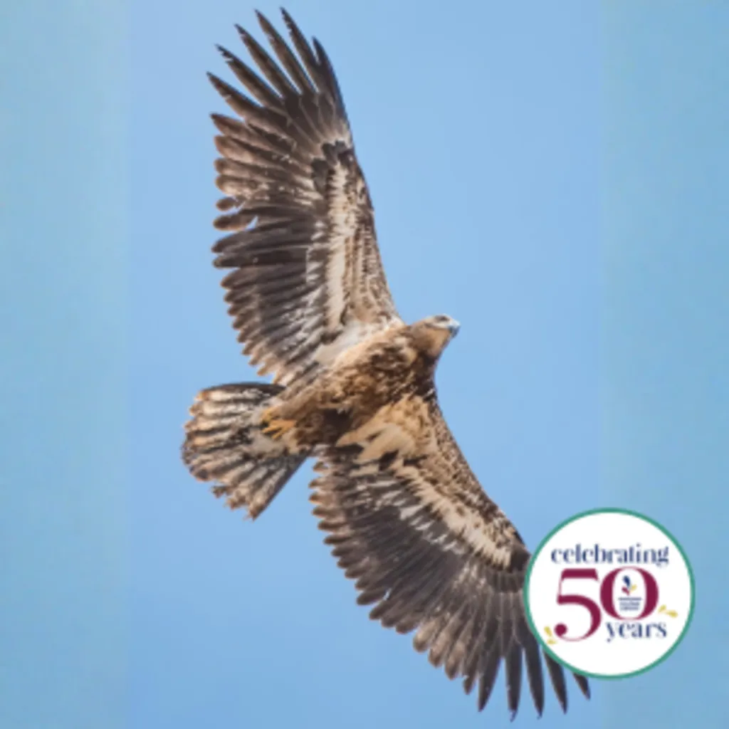Silent Wings: Raptors!