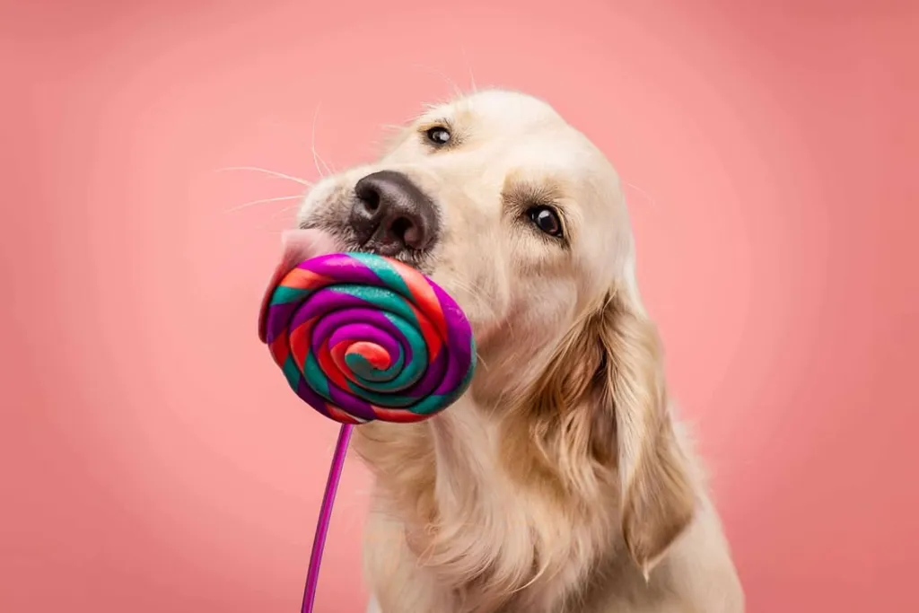 Yappy Hour- A Dog Lover's Delight!