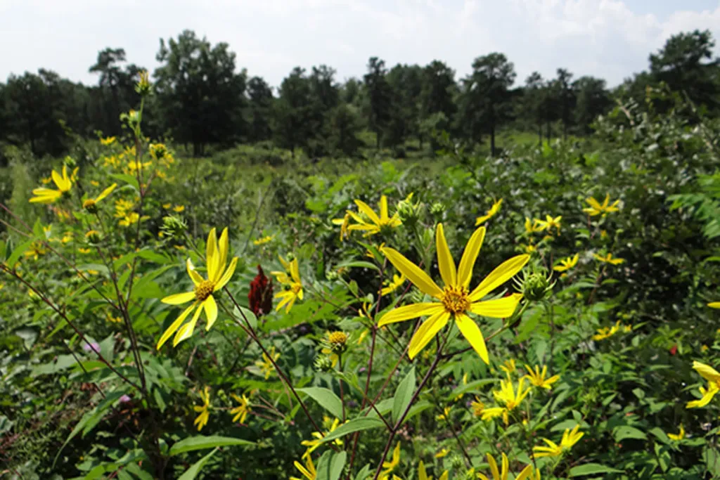 Wildflower Walk