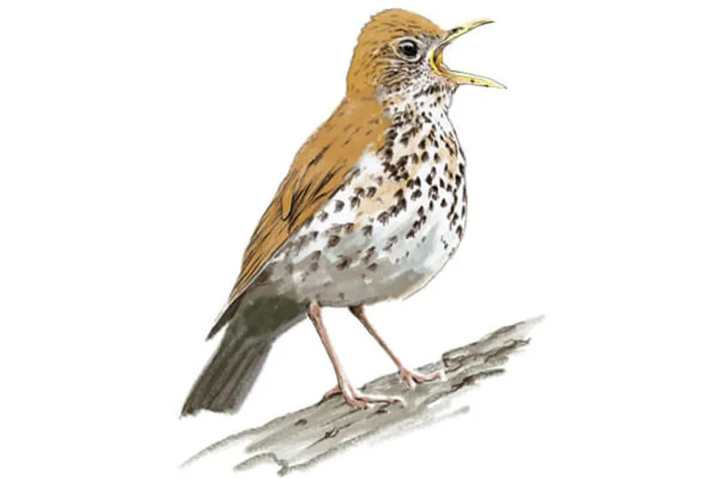 Beginner Bird Watching