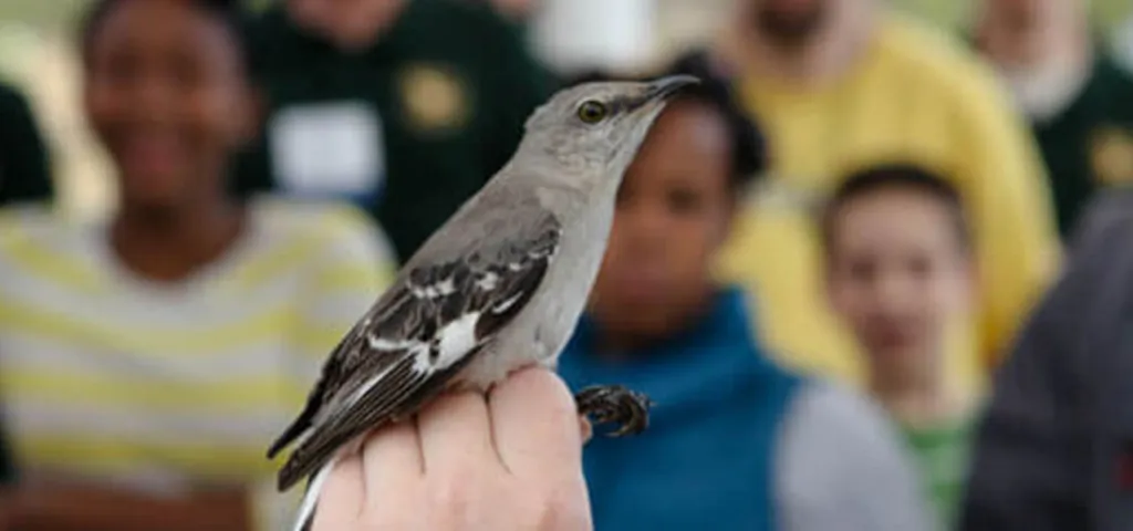 M.A.P.S. Bird Banding Demo with Dr. Jeremy Kirchman from the NYS Museum