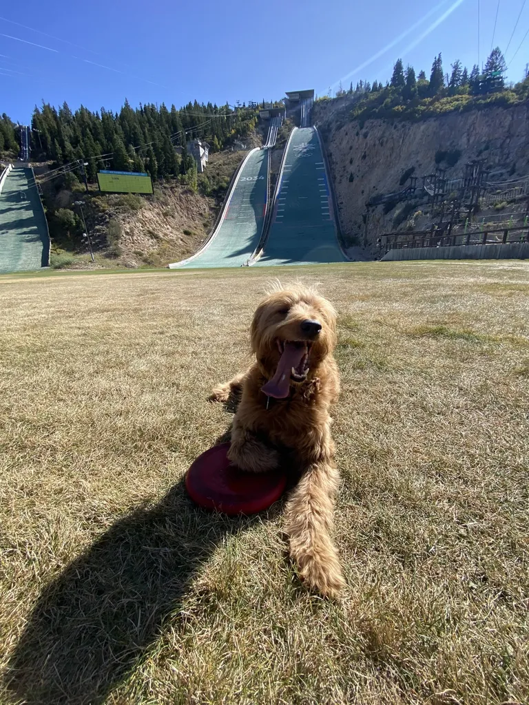 Dog Days of Summer at the Utah Olympic Park