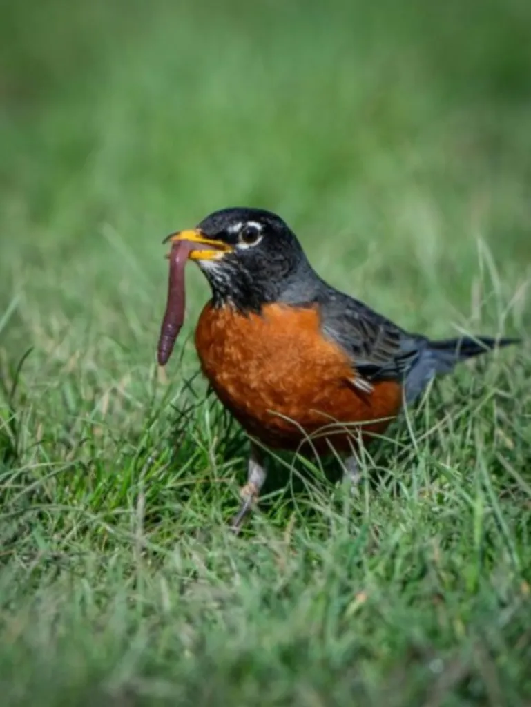 Animal Adaptations: Birds