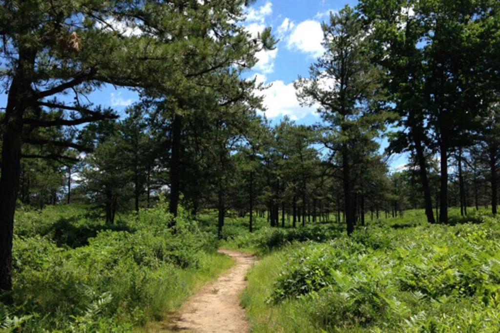 Mindfulness Walk