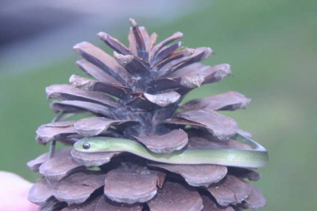 Pine Bush Pups: Slither Like a Snake