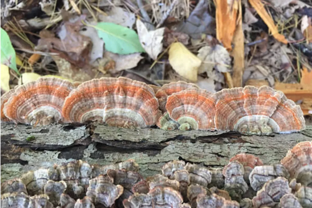 Fungi in the Barrens: A Mushroom Walk with the NYS Museum