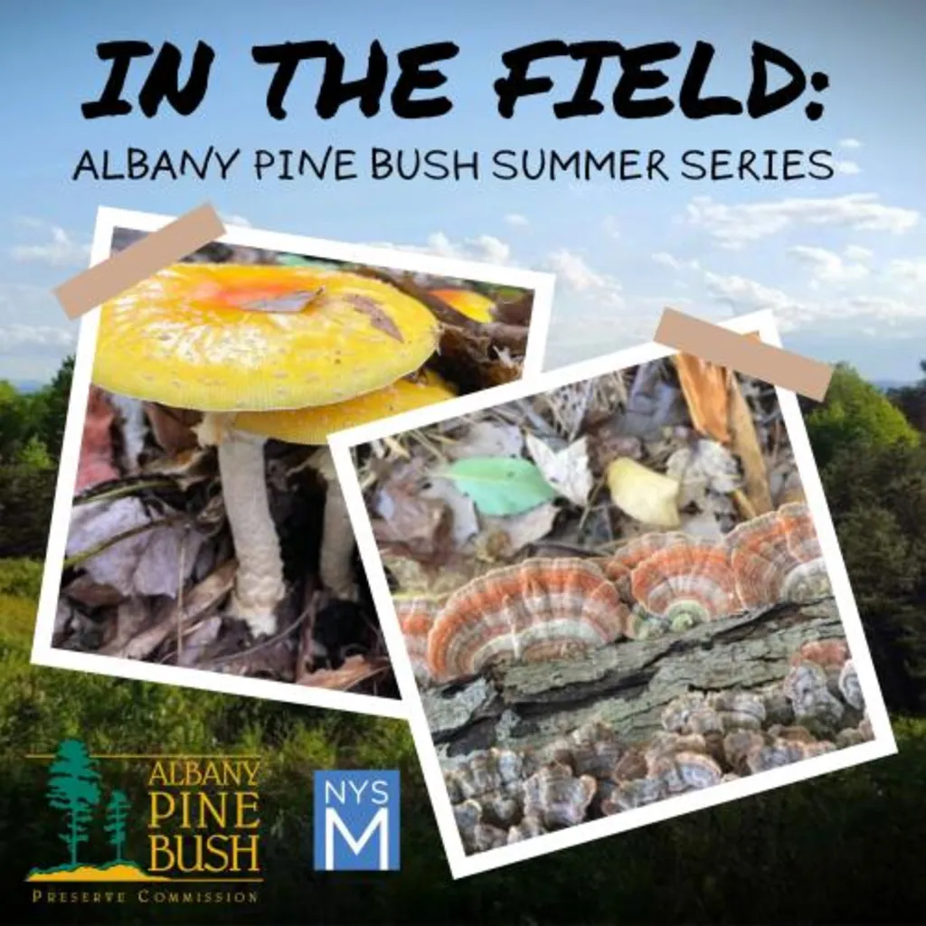 In the Field: Albany Pine Bush Summer Series: Mushroom Walk with Dr. Patricia Kaishain