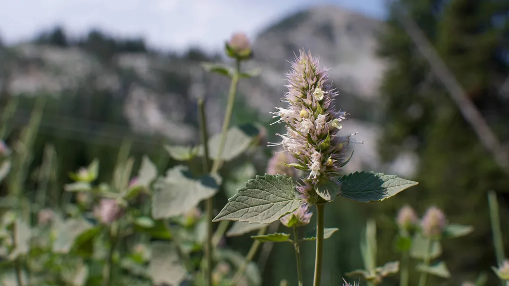 Wasatch Wildflower Festival