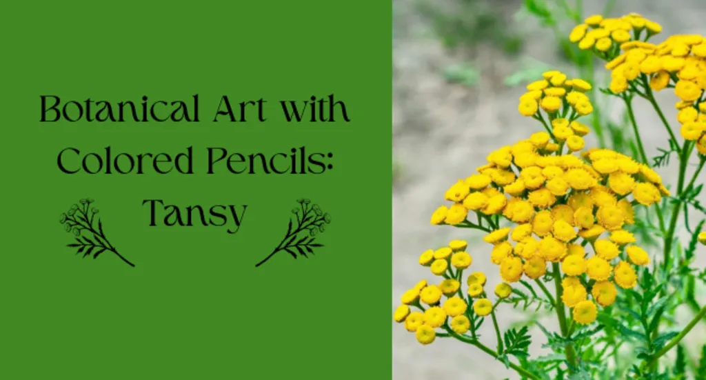 Botanical Art with Colored Pencils: Tansy