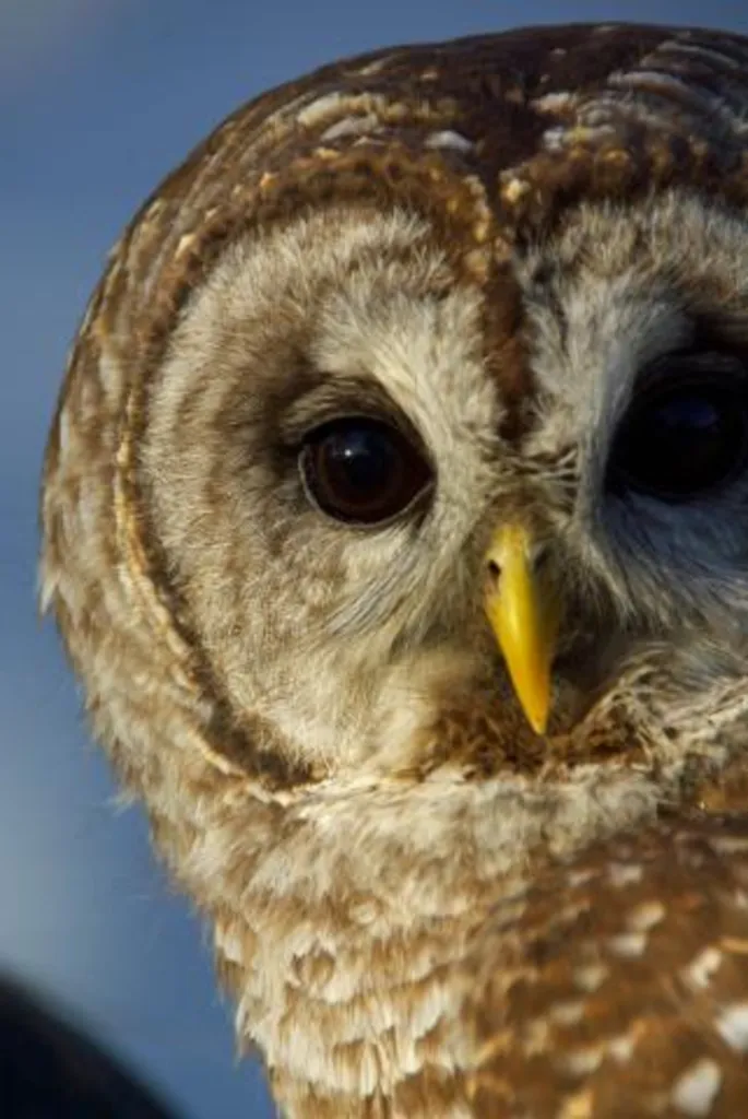 Silent Wings Live Raptor Educational Show
