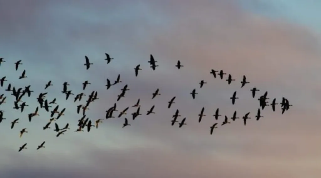 Bird Migration