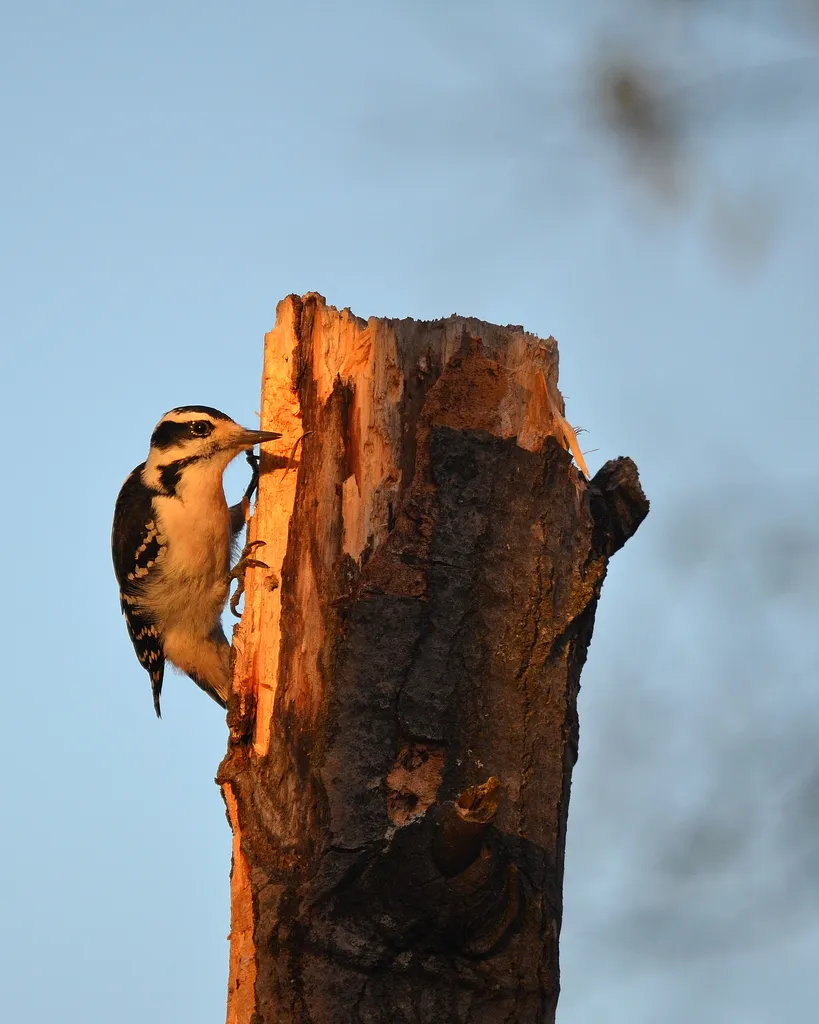 Beginner Bird Watching