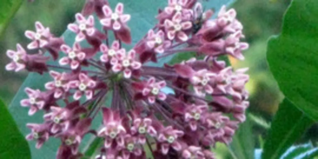 Fall Native Plant Sale/Education Day