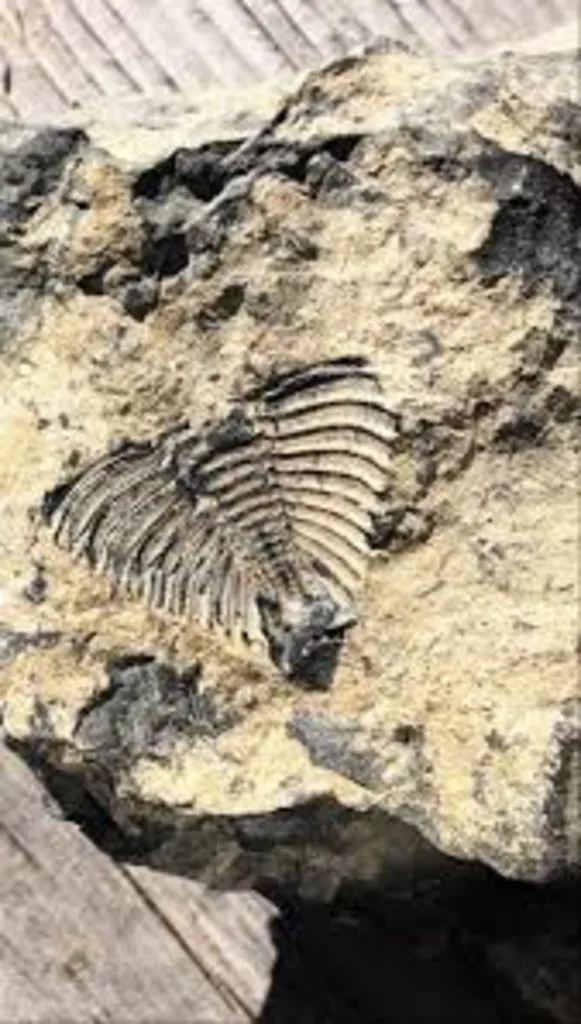 Unearthing Ancient New York: Fossils from Thacher Park